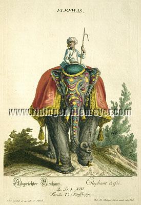 Johann Elias Ridinger, Colored Animal Kingdom